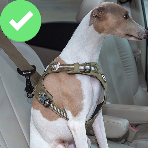 Dog Safety- Bilsäkerhetsspänne